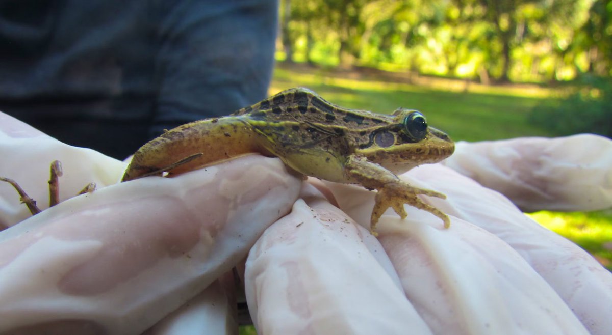 Amphibian Survival Alliance (@amphibiansorg) on Twitter photo 𝗣𝗼𝘀𝘁𝗱𝗼𝗰𝘁𝗼𝗿𝗮𝗹 𝗥𝗲𝘀𝗲𝗮𝗿𝗰𝗵𝗲𝗿 𝗢𝗽𝗽𝗼𝗿𝘁𝘂𝗻𝗶𝘁𝘆
The 𝗕𝗹𝗲𝘁𝘇 𝗟𝗮𝗯 at <a href="/penn_state/">Penn State</a> is seeking a postdoctoral researcher with a focus on amphibian-chytrid systems, exploring interactions between host defences.
Apply 👇
amphibians.org/news/postdocto…
📸© IPBio 𝗣𝗼𝘀𝘁𝗱𝗼𝗰𝘁𝗼𝗿𝗮𝗹 𝗥𝗲𝘀𝗲𝗮𝗿𝗰𝗵𝗲𝗿 𝗢𝗽𝗽𝗼𝗿𝘁𝘂𝗻𝗶𝘁𝘆
The 𝗕𝗹𝗲𝘁𝘇 𝗟𝗮𝗯 at <a href="/penn_state/">Penn State</a> is seeking a postdoctoral researcher with a focus on amphibian-chytrid systems, exploring interactions between host defences.
Apply 👇
amphibians.org/news/postdocto…
📸© IPBio