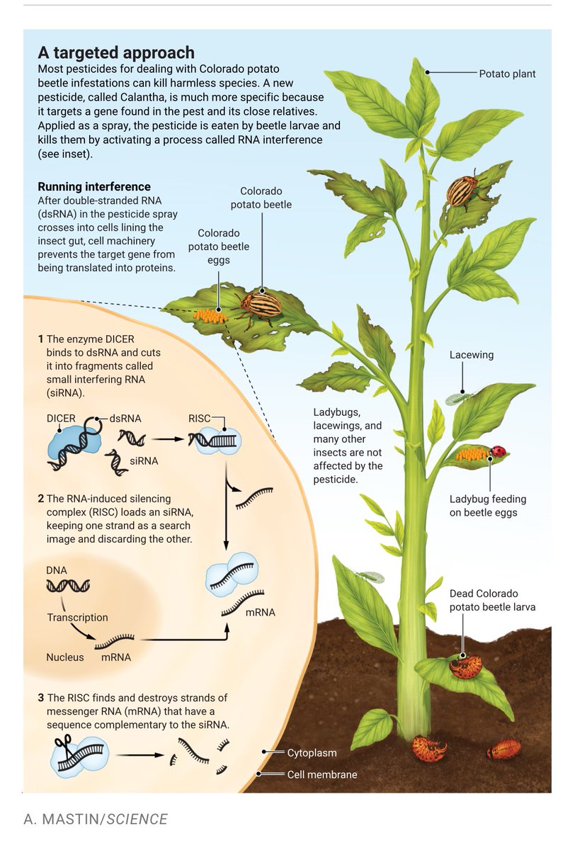 “I think RNAi is going to explode”. Precision pesticides made of RNAi and dsRNA may decrease need for chemical agents in Ag . #rna #scienceiscool #stem science.org/content/articl…