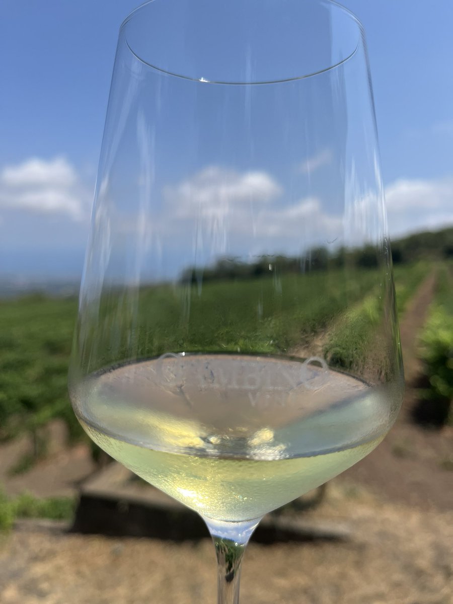 doubleosullivan's tweet image. Saturday wine tasting on the slopes of Mount Etna in #Sicily
Monday back in #Glasthule
They do usually stock a few good Sicilian (Etna Bianco) wines in @64_Wine so that’ll keep me going!