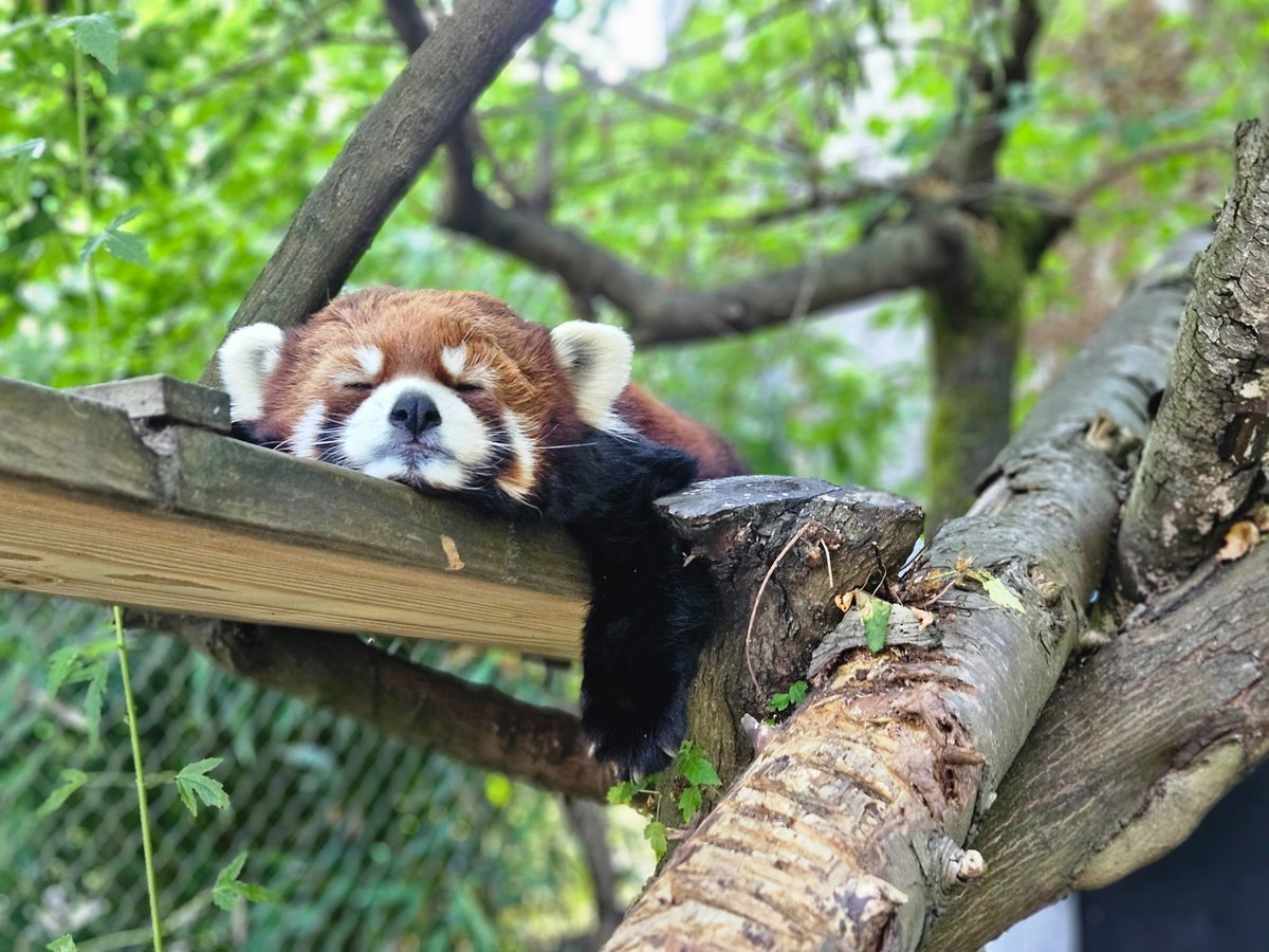 OregonZoo's tweet photo. Monday Morning Moshu 

📷 Keeper Megan https://t.co/0GjLcbx4zM