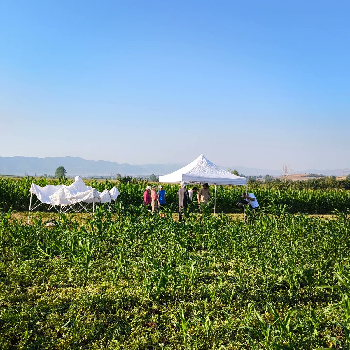 KorcaNeolithic's tweet photo. First days of excavation 😊👏⛏️

#korca #neolithic #project #albania #archaeology #international #research https://t.co/UKf778ZWxP