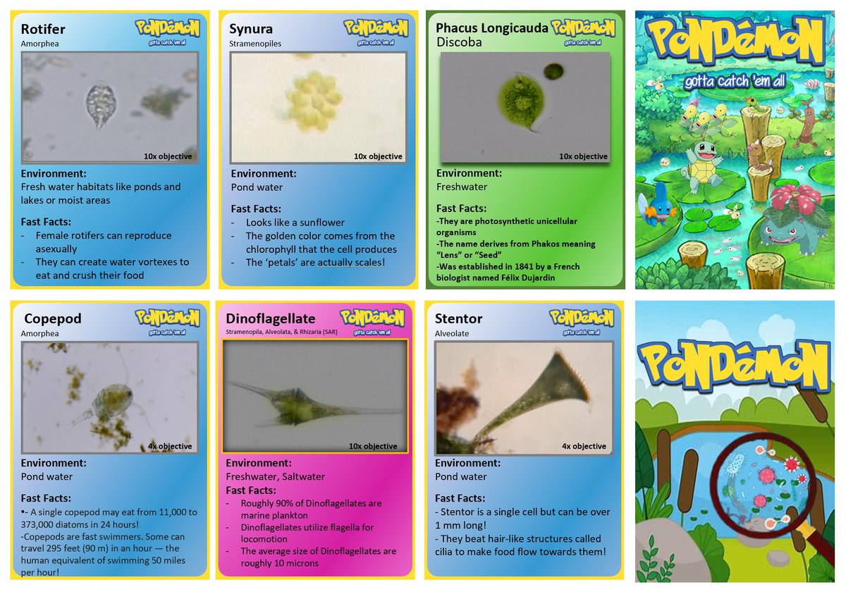 Katrina Velle (@katrinavelle) on Twitter photo Happy #MicroscopyMonday! Last week I ran a workshop for high school students <a href="/UMassD/">UMass Dartmouth</a>, where we looked at pondwater on microscopes. Everyone then made a "Pondemon" card for an organism they identified, using pictures they took! Here's a small sample- printable set coming soon... Happy #MicroscopyMonday! Last week I ran a workshop for high school students <a href="/UMassD/">UMass Dartmouth</a>, where we looked at pondwater on microscopes. Everyone then made a "Pondemon" card for an organism they identified, using pictures they took! Here's a small sample- printable set coming soon...