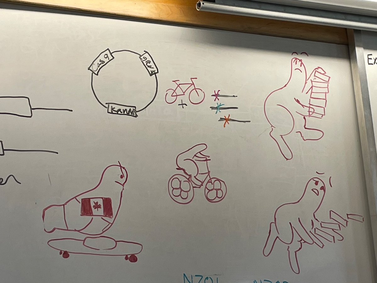 YeastCourseCSHL's tweet image. Courtesy of the t-shirt committee working through some shmoo and Olympics ideas. Excited to see the final product