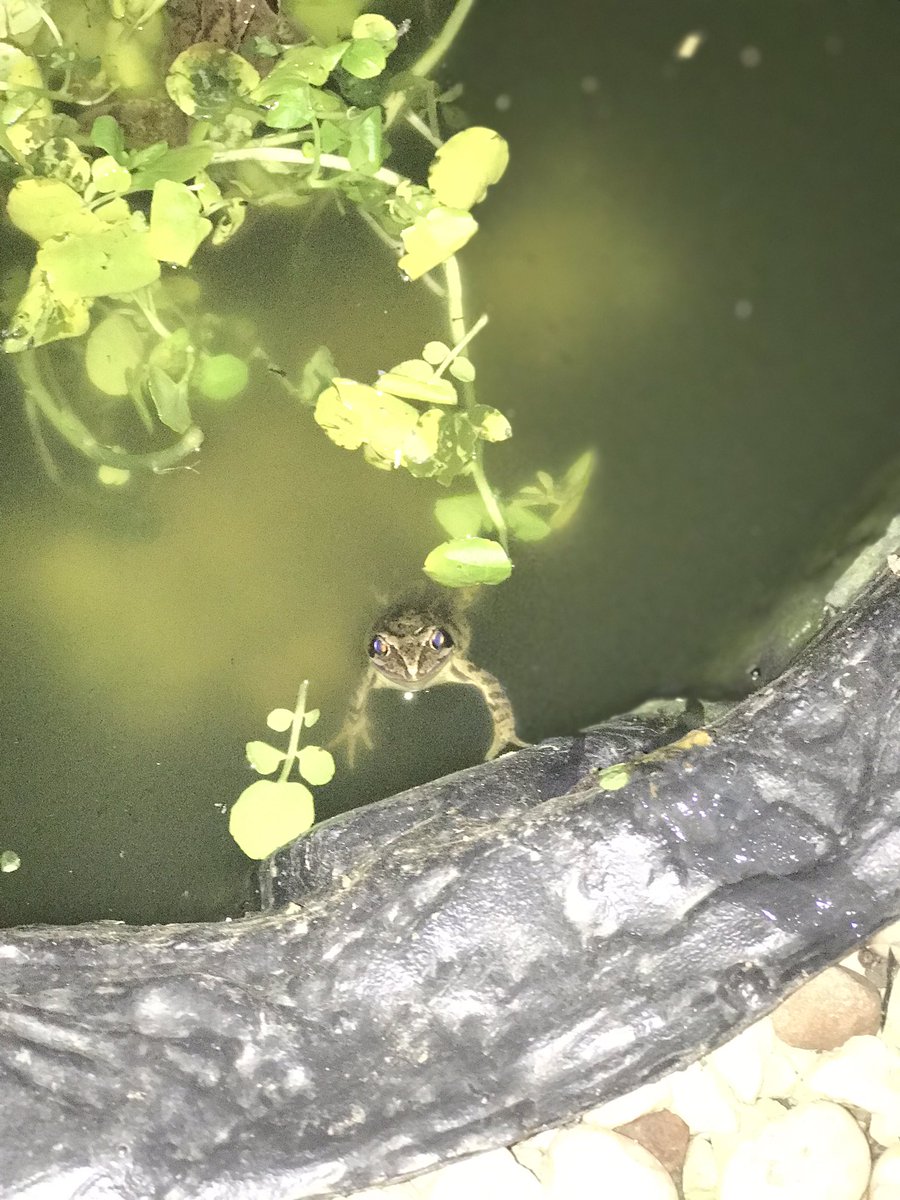 rybos_raw_ms's tweet photo. ❤️🌿 🐸 Our garden is full of life, just like our home - I love #nature #animals brings much joy now I’m active at all #DisabilityInclusion #disability #MultipleSclerosis #Hannah https://t.co/oRVqqM4emI