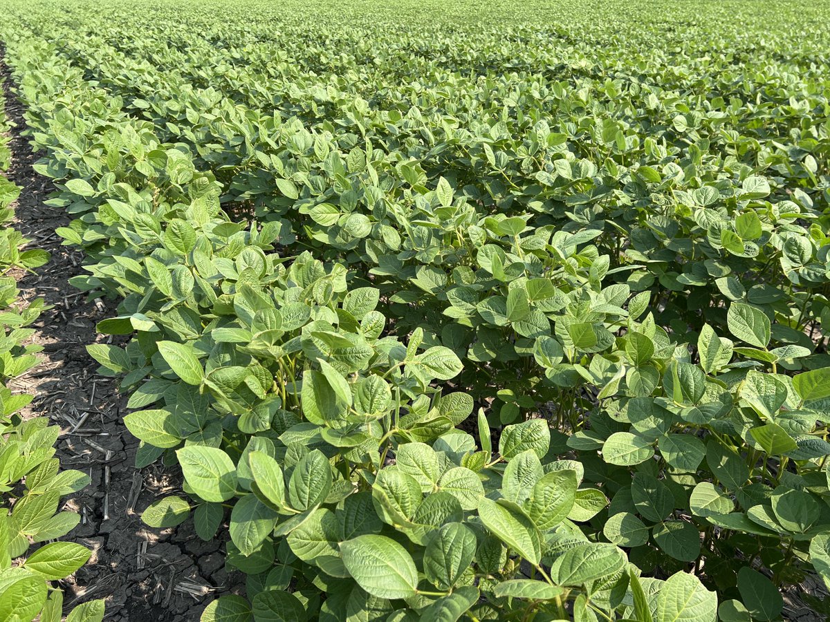 Finding a few #soybean aphids near Rosenfeld MB, at R3 stage.   <a href="/MartensWes/">Wes Martens</a> <a href="/Prograin_West/">Prograin</a>