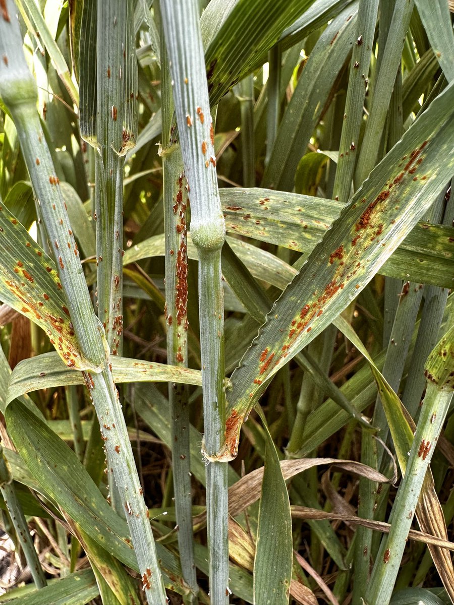 rustpathology's tweet image. Stem rust on one of the entries in the variety trial at Casselton, ND