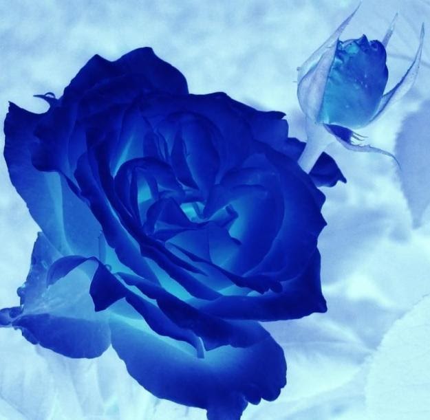 titas9653's tweet photo. @OcakAyhan 🦋🌷🪷🌷🦋💙@titas9653💙🦋

 #BlueDANUBE #AmazingFlowers  🦋 https://t.co/BHiJemiT3P