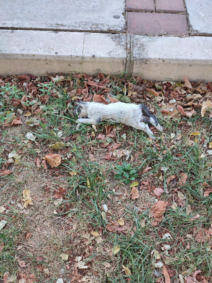 Sitemizden geceyarısı alınan 5 yavrunun birinin ölmüş bedenini bulduk diğerleri yok. Annelerini emiyorlardı daha. Bakın geceyarısı sitenin içine girip götürüp katliam yapılıyor artık. Sosyopat öldürme güdüsü olanlar harekete geçti. Çok kötüyüm çok üzgünüm. 

#YasaDeğilCinayet