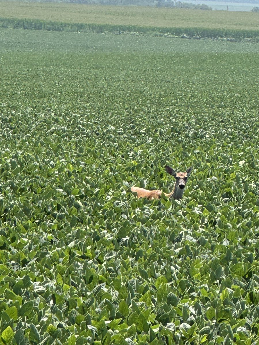 The best part of scouting fields is the wildlife.   Totally unexpected here and at noon. #scout24