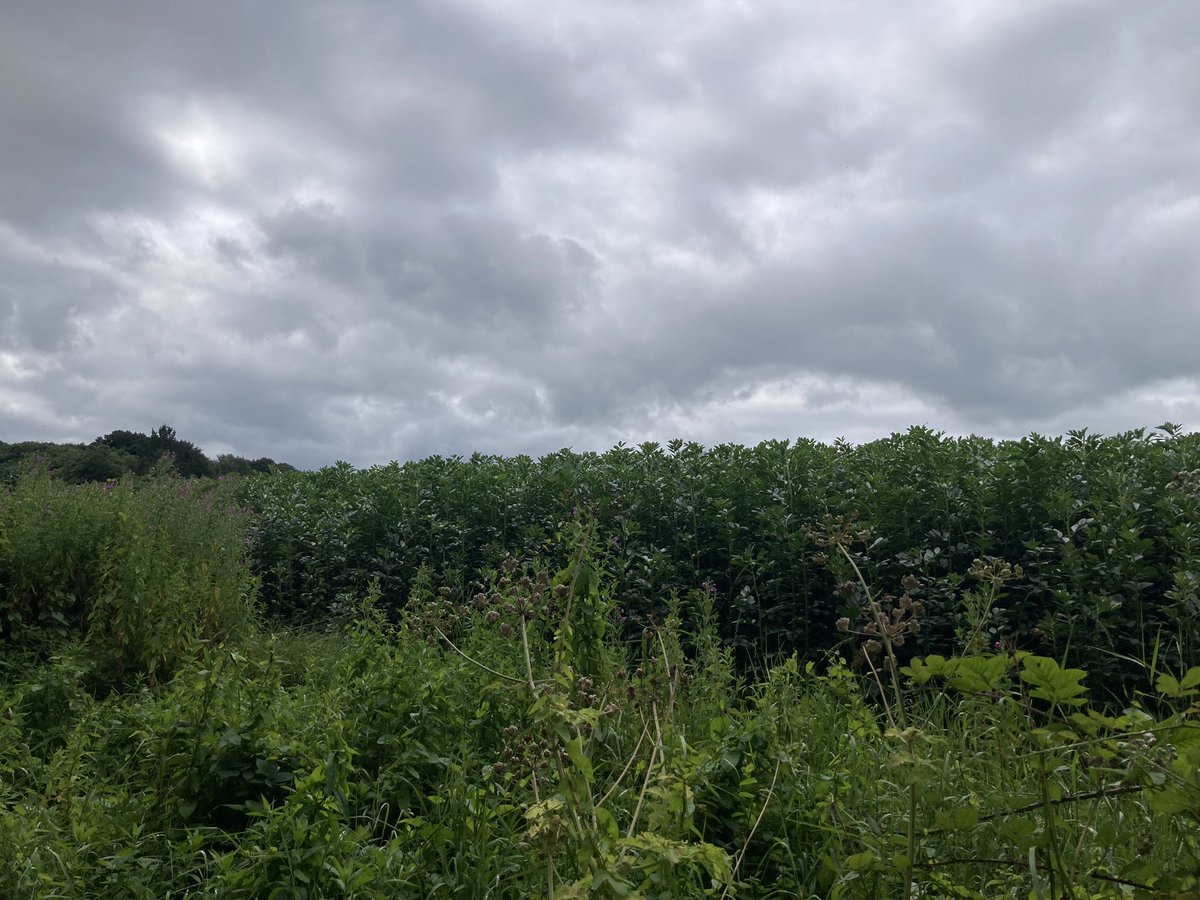 Debsborough tweet media