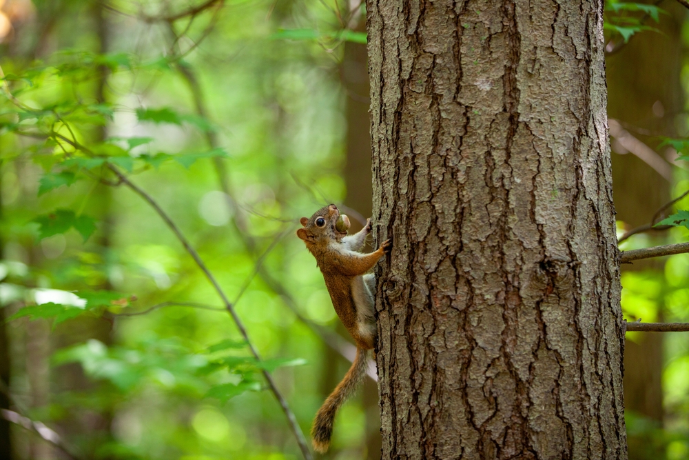 Upland oak trees produce nutritious acorns that serve as an essential food source for wildlife. White oak acorns, in particular, are highly sought after by numerous creatures, such as white-tailed deer, wild turkey ... and these little guys. #SupportWhiteOak