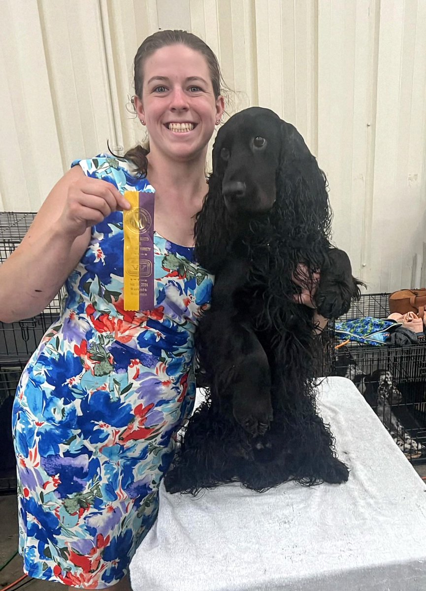 lyricrun's tweet image. And a Specialty BOB win on Sunday! In a downpour ⛈️🌧️ Love you Oscar
All roads lead to @WKCDOGS 
#akc #fieldspaniel