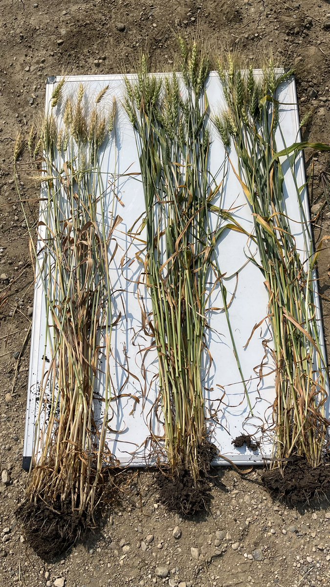 These were sent to me by a colleague in our district. Miravis Era on far right in all 3 pics.