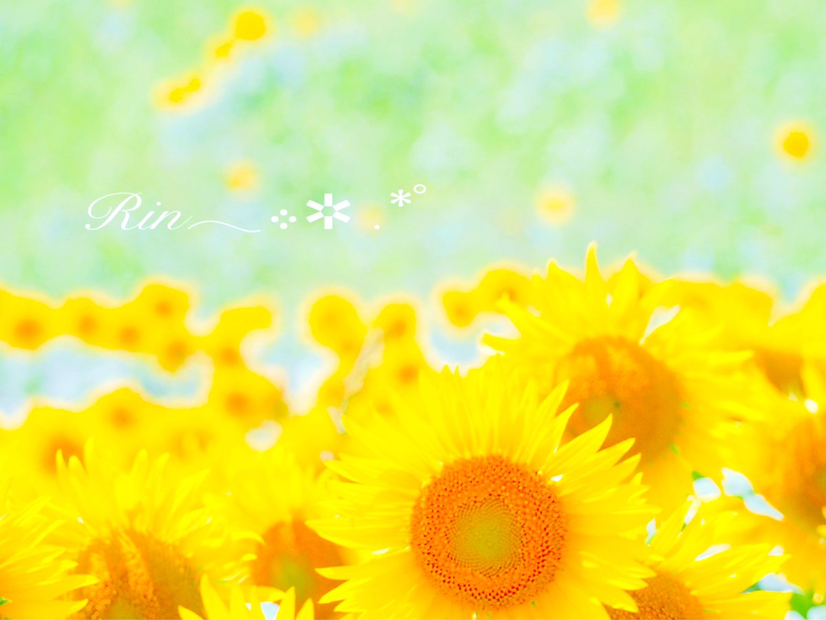 りん✿忘れた頃にそっと…🌸* tweet media