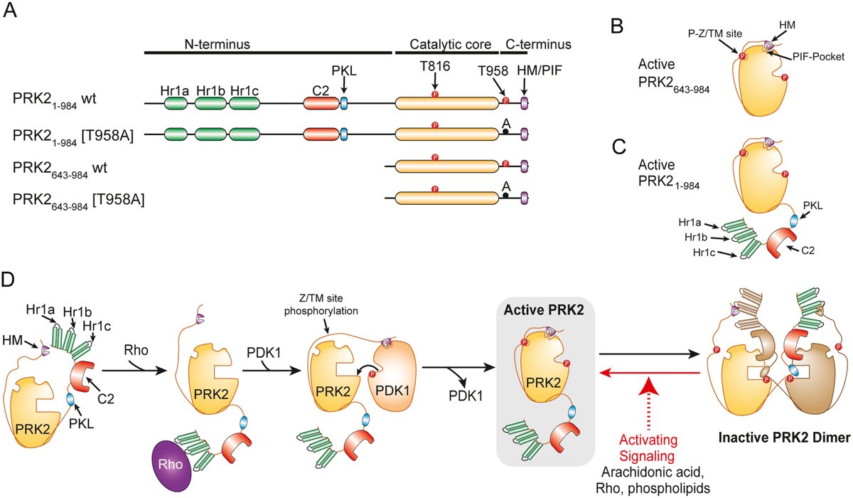 jbiolchem's tweet photo. New in JBC press: "Researchers' study highlights the potential for developing allosteric drugs to modulate PRK2 kinase conformations and catalytic activity."
Learn more:
https://t.co/6J8bRix2ZL https://t.co/Lm7lCono9q