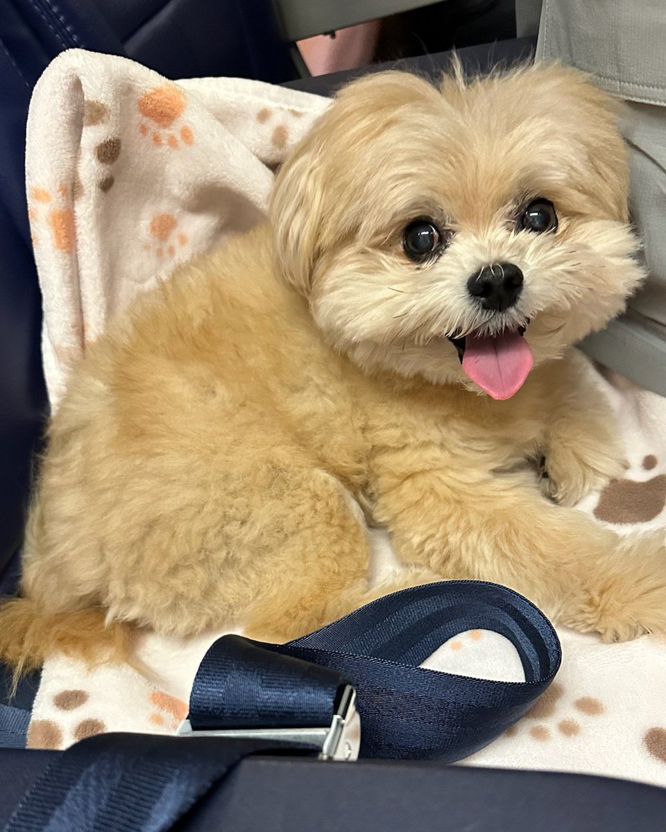 AdrienneMaloof's tweet image. Gypsy had a blast traveling this weekend ✈️ We had a very relaxing time, viva Las Vegas style! 🐾💖  #WeekendAdventures