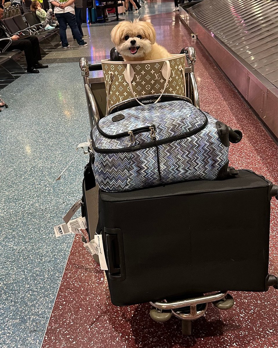 AdrienneMaloof's tweet image. Gypsy had a blast traveling this weekend ✈️ We had a very relaxing time, viva Las Vegas style! 🐾💖  #WeekendAdventures