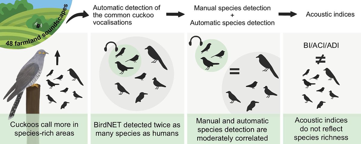 New cuckoo paper from our lab. Winiarska et al. Common cuckoo vocalisations as an indicator for the avian diversity – A study with passive acoustic monitoring doi.org/10.1016/j.ecol…