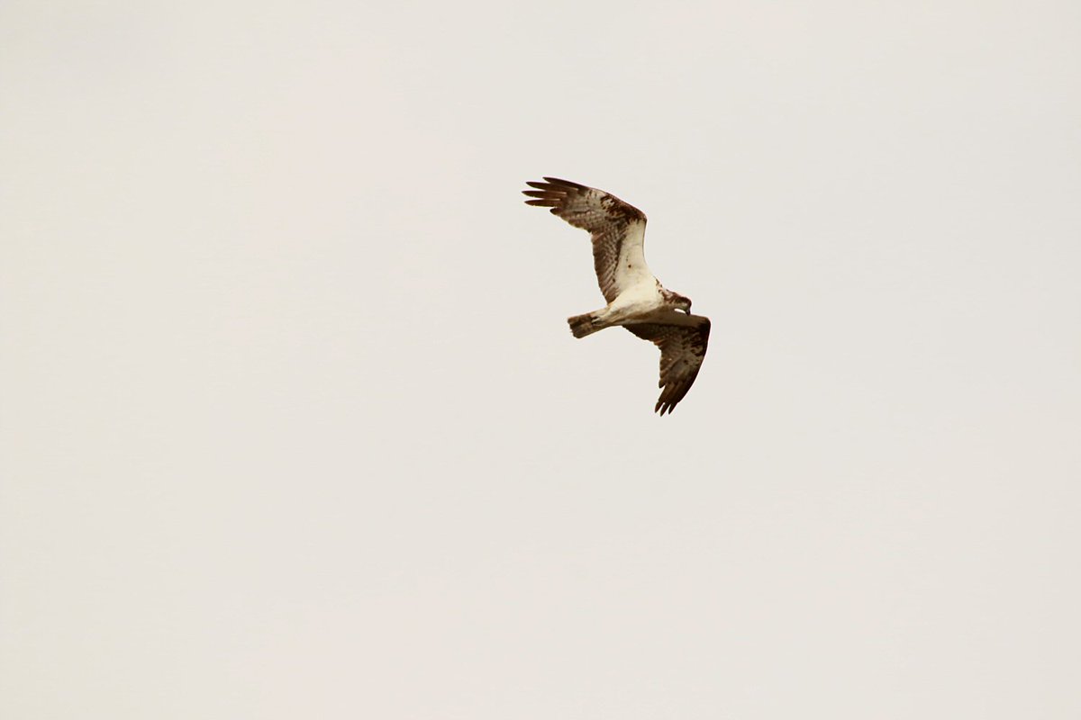 walterjsinnes's tweet photo. some pics of the 3(!) #ospreys on the #Ythan at #Newburgh this afti... #stunned - 3 overhead at once!!!!! @WildlifeOWindow @BBCSpringwatch #ForvieNNR https://t.co/EV7B6NKQfj