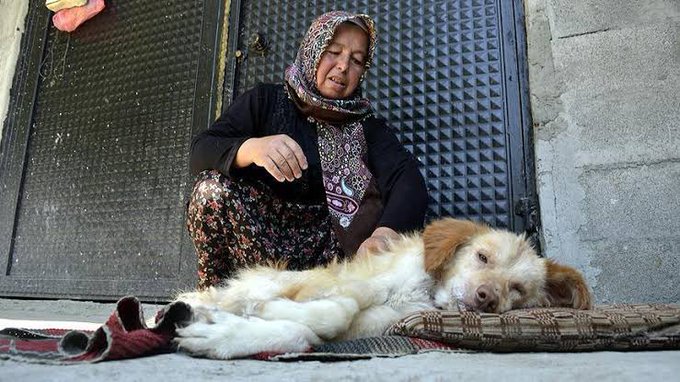 haysevder's tweet photo. “Biz ne marjinal ne radikal bir azınlığız. Esas marjinal olan, ölümü böylesine ısrarla savunmaktır! Bu halkın en az yüzde 85’iyiz. Ve biz, hepimiz, dostlarımıza sıkı sıkı sarılacağız!”

#yasadeğilcinayet #yasayıgeriçek #TamKadroMeclisteHayırDe #stopmassacreinturkey #YaşamHakkıOylanamaz #BarınakÖlümDemek
