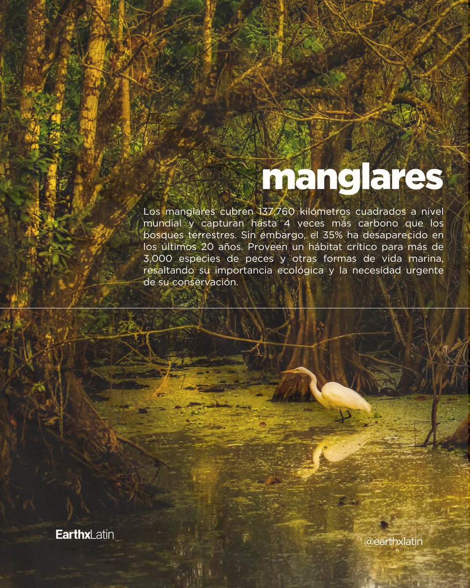 Los manglares son fundamentales para nuestro planeta, cubriendo 137,760 kilómetros cuadrados y capturando hasta 4 veces más carbono que los bosques terrestres. 🌳💚 

Sin embargo, el 35% de estos ecosistemas ha desaparecido en los últimos 20 años,