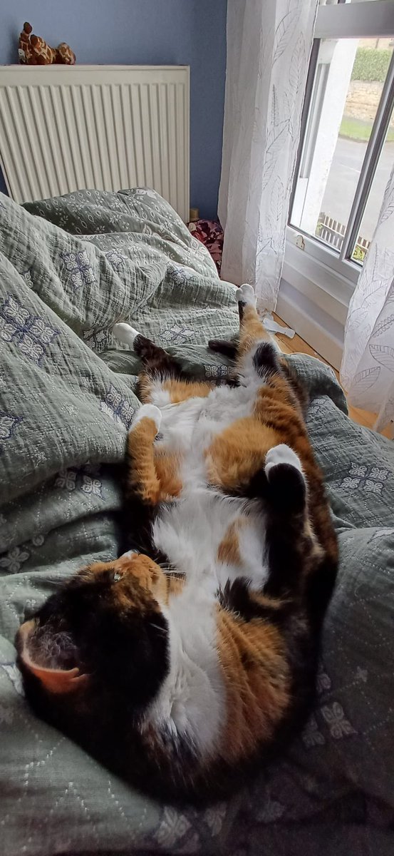 twochonks's tweet photo. Natural born hunter killers
#cats #CatsOfTwitter https://t.co/n7C9pgAfLo
