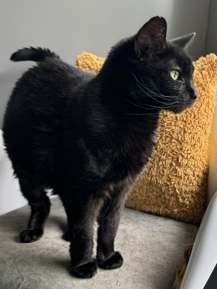 KernowCatHotel's tweet photo. Beautiful Poppy enjoying her luxury stay and settling straight in to KCH 😻❤️ https://t.co/6I1hv8ZrG0