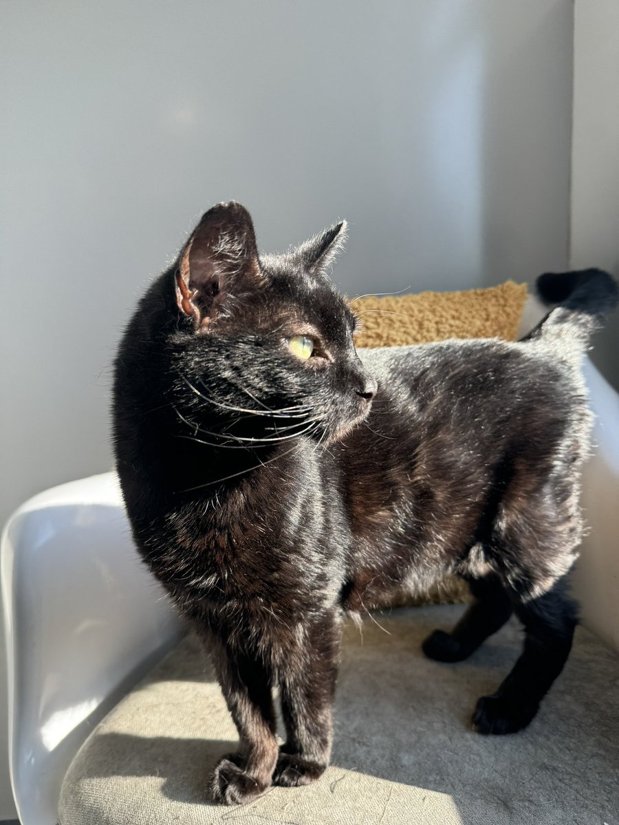 KernowCatHotel's tweet photo. Beautiful Poppy enjoying her luxury stay and settling straight in to KCH 😻❤️ https://t.co/6I1hv8ZrG0