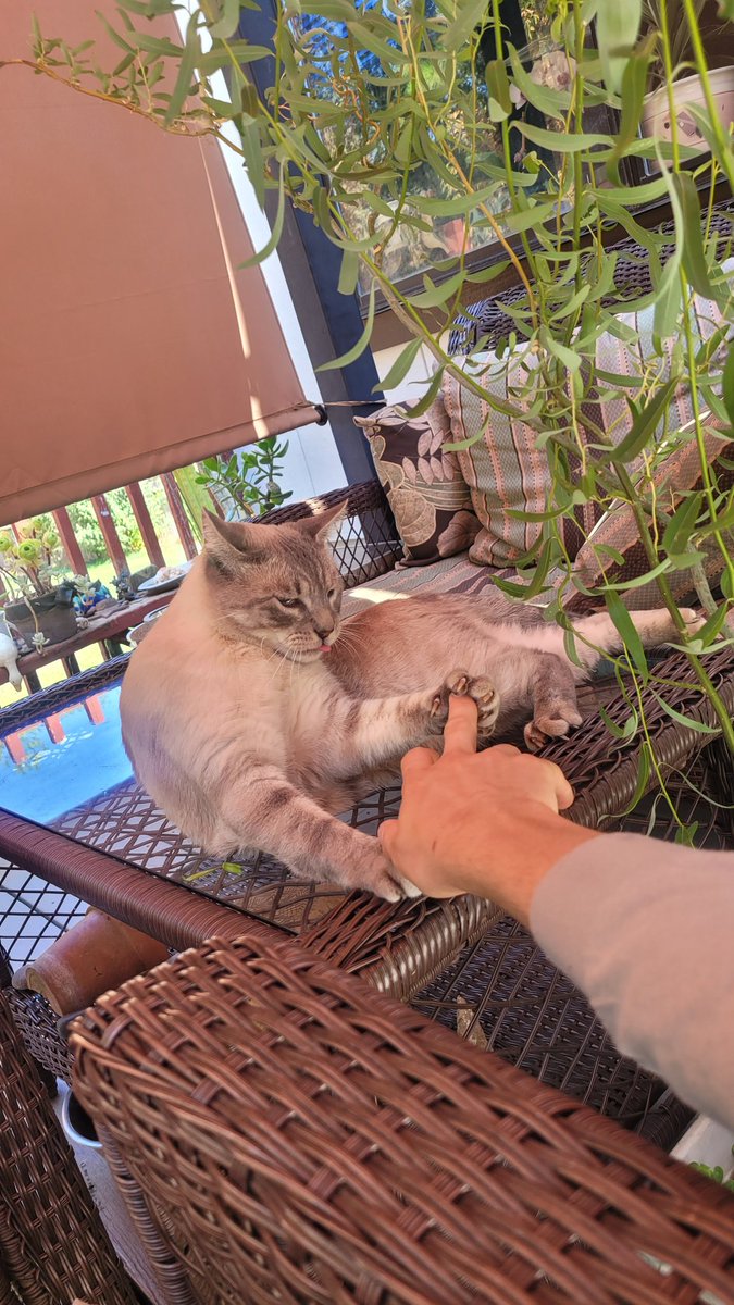 Loki is a cross-eyed idiot, he loves to eat the plants