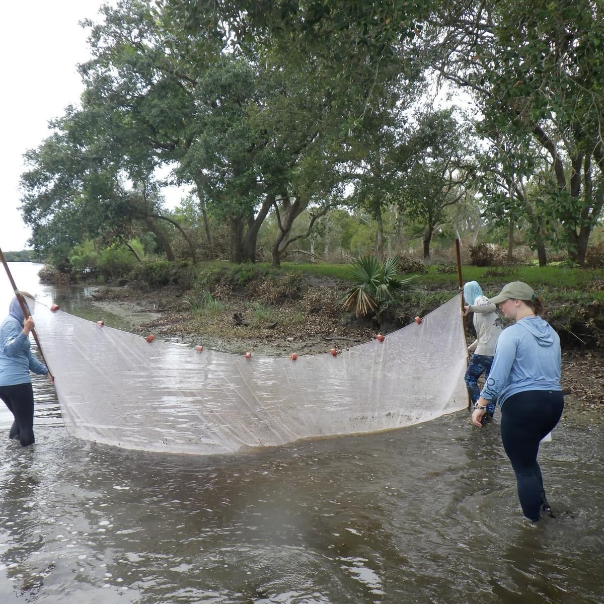 Coastal Conservation and Restoration Ecology Lab tweet media