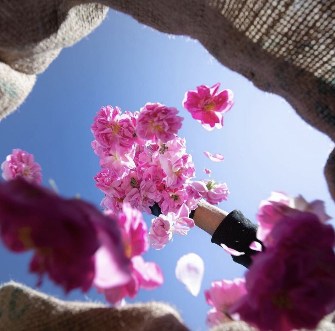 saudadji's tweet photo. Rose harvest in Taif, Saudi Arabia. https://t.co/lRHJbBYB16