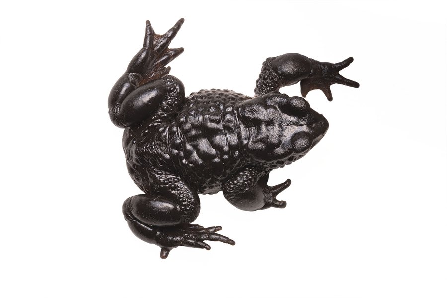 #Jambato en AmphibiaWeb. 
<a href="/AlianzaJambato/">Alianza Jambato</a> 

amphibiaweb.org/resources/amph…