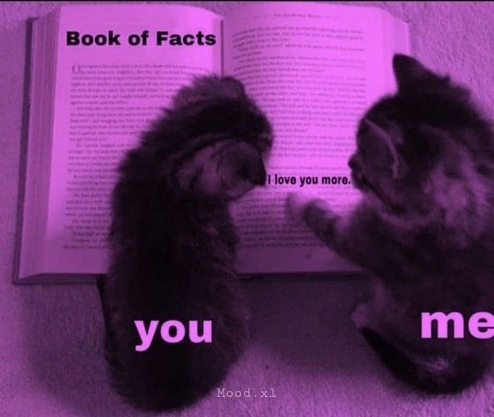 chaotic cats (@chaoticcatpics) on Twitter photo 