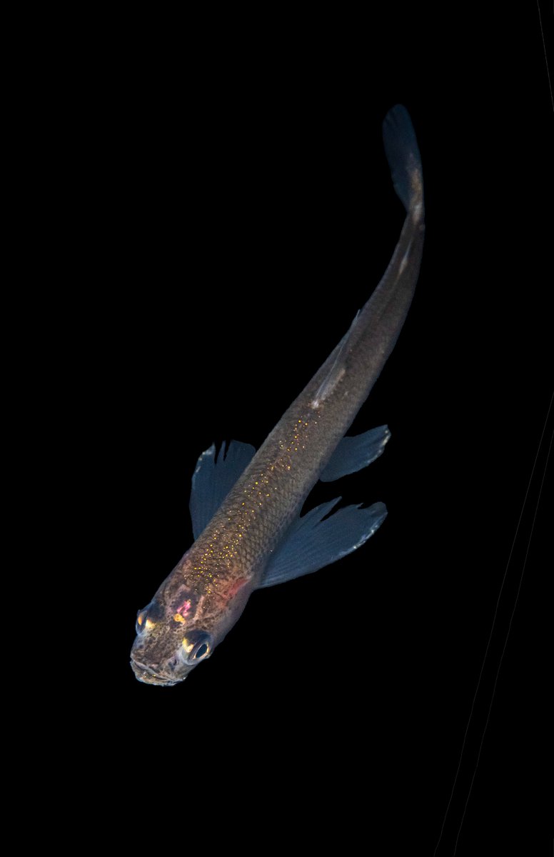 USFWS News tweet media