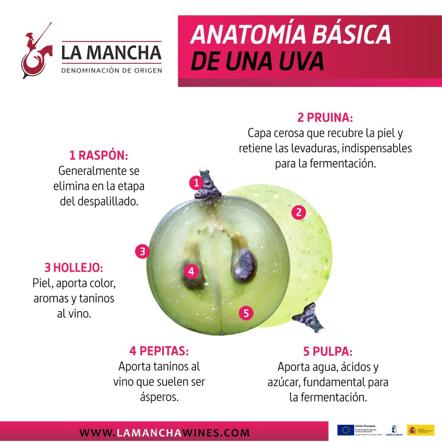 Anatomía de la #uva. Vía <a href="/vinodelamancha/">Vino DO La Mancha</a> #vino #winelover