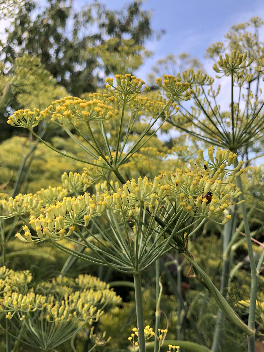 nannygail's tweet photo. #fennel flowers looking lovely tonight.  Can you spot the #ladybird I was very happy to spot a few different #insects enjoying the #flowers too. #inmygardentoday #organic #herbs #walledgarden #veggiepatch https://t.co/UNdjLUCvP9