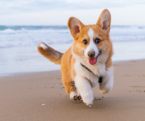 Chinook Observer tweet media