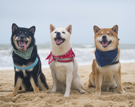 Chinook Observer tweet media