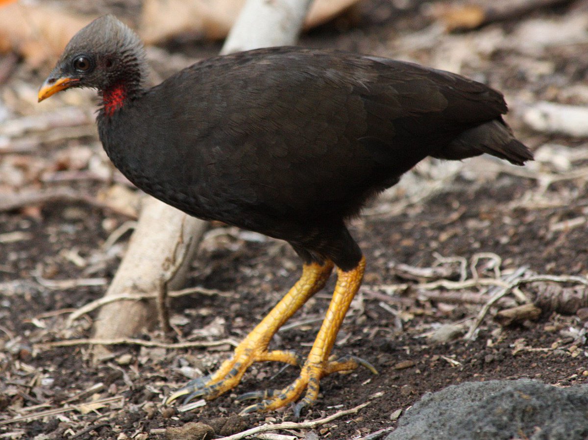 Birds That Look Like Other Birds tweet media