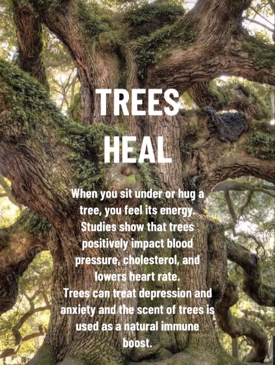 ladiekerrie's tweet photo. TREES HEAL 🌳🌲🌴 https://t.co/7EwfaMtugA