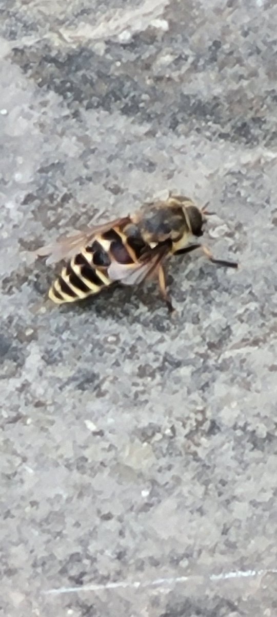 Wtf is this creepy arsed thing?