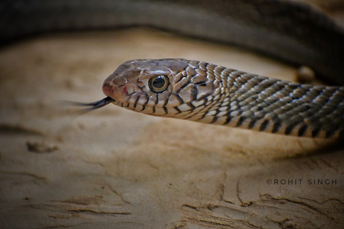 Rohit_forest's tweet photo. Just a snake sticking its tongue out at the world! 🐍👅😜

#ratsnake #tongueouttuesday #naturelover #reptilefun #snakeshenanigans #wildlifephotography #naturephotography #reptilelife 🐍🌿📸 https://t.co/JYsz0Vcv6t