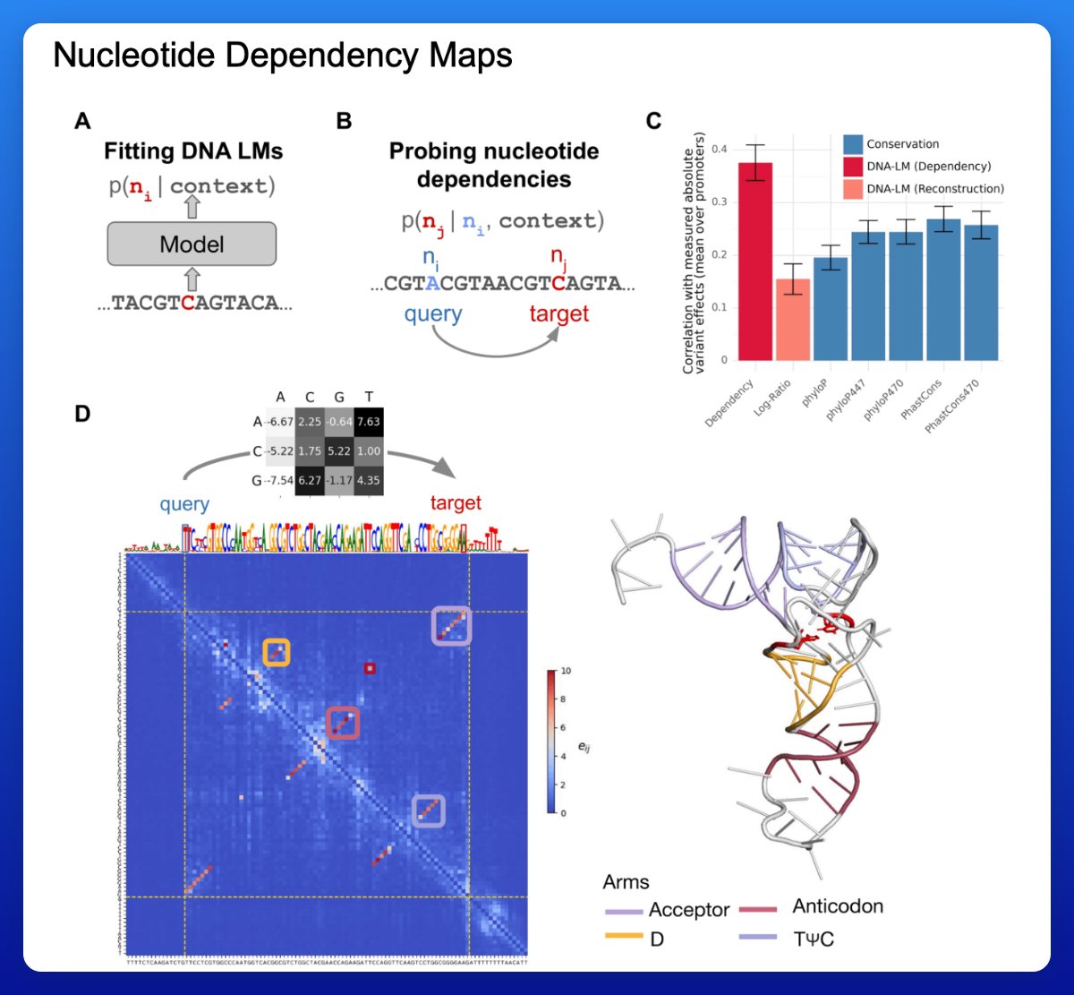 ElliotHershberg's tweet photo. Simply "mutating" (digitally varying the bases) of inputs into DNA language models drops out an enormous number of functional genomic elements.

Heatmaps of the pairwise nucleotide dependencies can clearly show the entire secondary structure of tRNAs (see figure). https://t.co/5PpGGAfDXK
