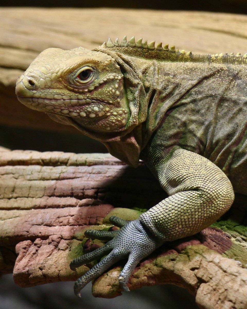 ONDADARWIN's tweet photo. La iguana cubana (Cyclura nubila) es uno de los lagartos más grandes del Caribe, y por desgracia se encuentra amenazada. Que no te engañen esas garras, es principalmente herbívora! #iguana #cuban #reptil #reptiles #animal #animales #biologia #divulgacion #closeup #conservacion https://t.co/cKmcUaBzEY