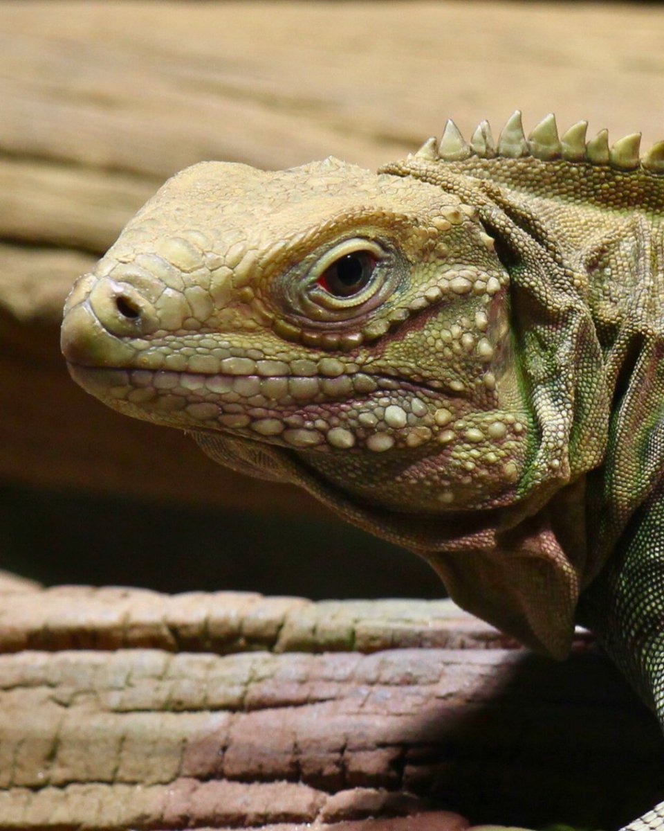 ONDADARWIN's tweet photo. La iguana cubana (Cyclura nubila) es uno de los lagartos más grandes del Caribe, y por desgracia se encuentra amenazada. Que no te engañen esas garras, es principalmente herbívora! #iguana #cuban #reptil #reptiles #animal #animales #biologia #divulgacion #closeup #conservacion https://t.co/cKmcUaBzEY