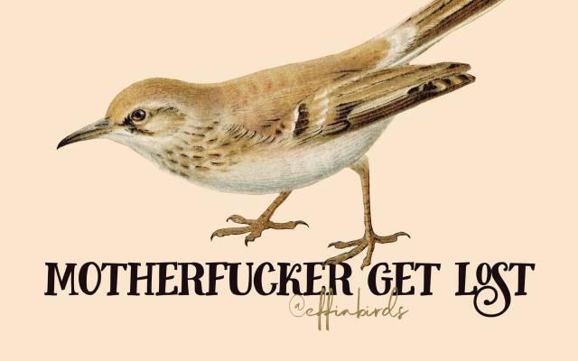 EffinBirds's tweet photo. https://t.co/3EqOA0bMue