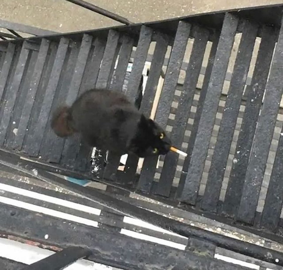 PunchingCat's tweet image. bro went out for a quick smoke