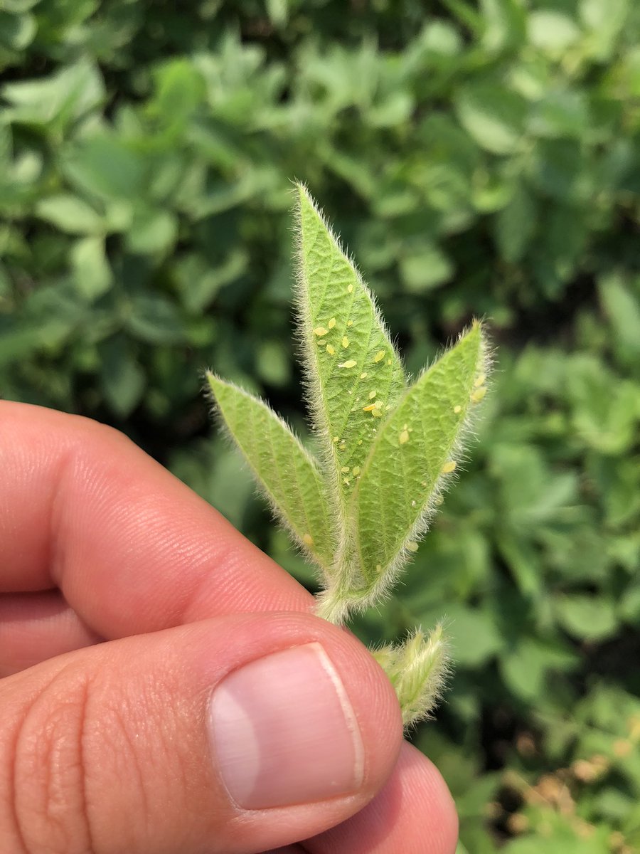 HankeySeed's tweet photo. SOYBEAN APHIDS! They are becoming more visible as we are walking the soybean fields. With wheat harvest right around the corner, we just want to make sure we are in control of these pests before we become too busy. https://t.co/sU6w7tWBg2
