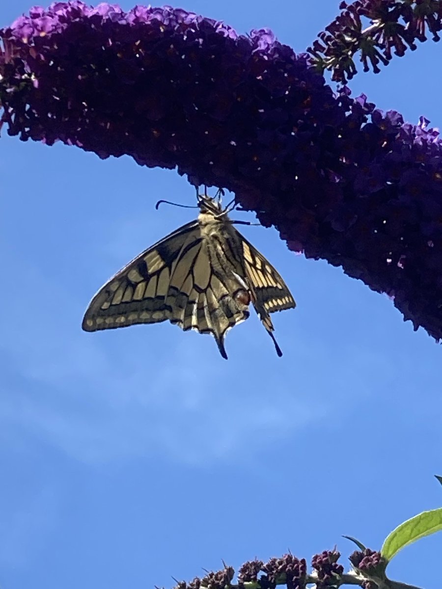 Harry Wollerich tweet media