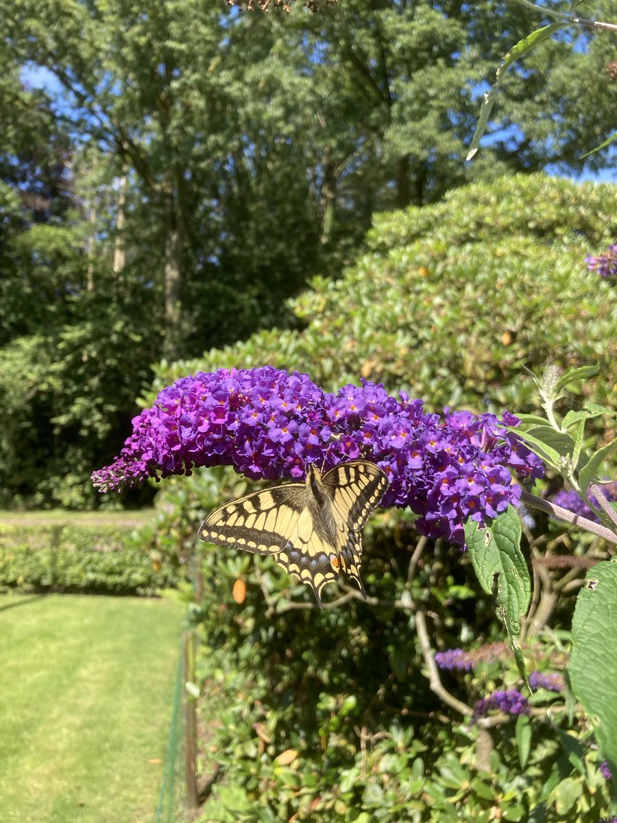 Harry Wollerich tweet media